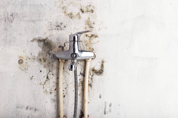 Best Mold Damage Repair  in Geneva, WA