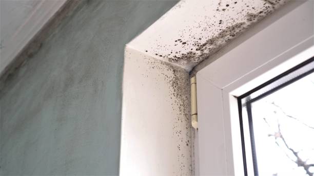 Best Home Mold Removal  in Geneva, WA