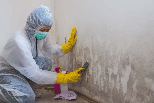 Best Affordable Mold Removal  in Geneva, WA