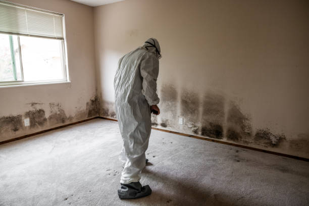 Best Attic Mold Removal  in Geneva, WA