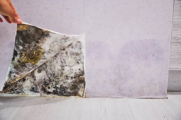 Best Residential Mold Removal  in Geneva, WA